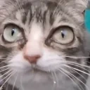 blehh emote for Discord