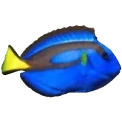 bluetangspin emote for Discord