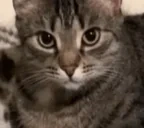 blblbl emote for Discord