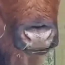 blep emote for Discord