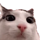 blink emote for Discord
