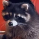 Blep emote for Discord