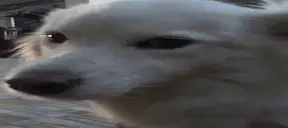 blep emote for Discord