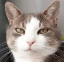 BLABLABLA emote for Discord