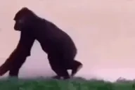 bladefurymmd emote for Discord