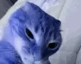 bluecuh emote for Discord