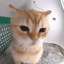 blink emote for Discord