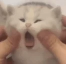 blehhh emote for Discord