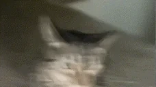 Blabsmack emote for Discord