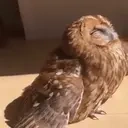 BLESSED emote for Discord