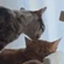 BluMangoLove emote for Discord