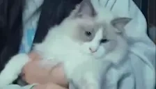 bless emote for Discord