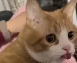 blep emote for Discord