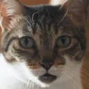 blep emote for Discord