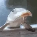 Blabbering emote for Discord