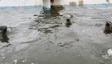 blubbers emote for Discord