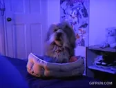 Blunko emote for Discord