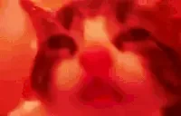 bluhdmoon emote for Discord