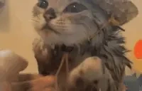 blue emote for Discord