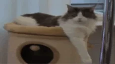 blankaaha emote for Discord