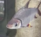 blublub emote for Discord