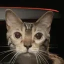 BluMeow emote for Discord