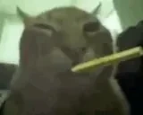 blowingcat emote for Discord