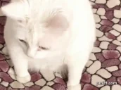 Bleh emote for Discord