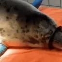 blep emote for Discord