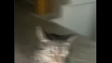 BLABBER emote for Discord