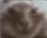 bloons emote for Discord