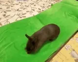 bnuy emote for Discord