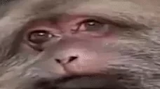 bibizyka emote for Discord