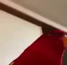 birduh emote for Discord