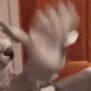 birdBang emote for Discord