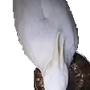 birdAttack emote for Discord