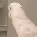 birdJAM emote for Discord