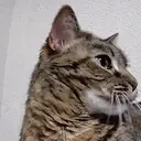 BigYawn emote for Discord