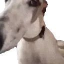 Binkle emote for Discord