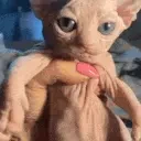 bingus emote for Discord