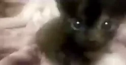 bing emote for Discord