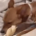 BinuHappilySnackingWhil emote for Discord