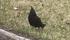 BigsMyMeAtYou emote for Discord