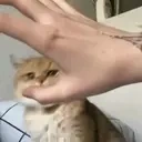 bite emote for Discord