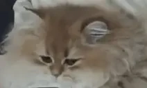 BisouYawn emote for Discord