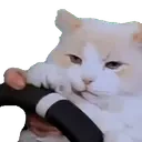 bissySteer emote for Discord