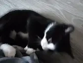 bite emote for Discord