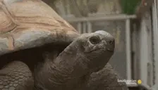 BIGGG emote for Discord