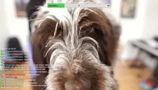 bigsniffa emote for Discord