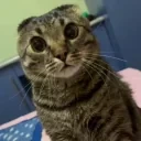 bib emote for Discord